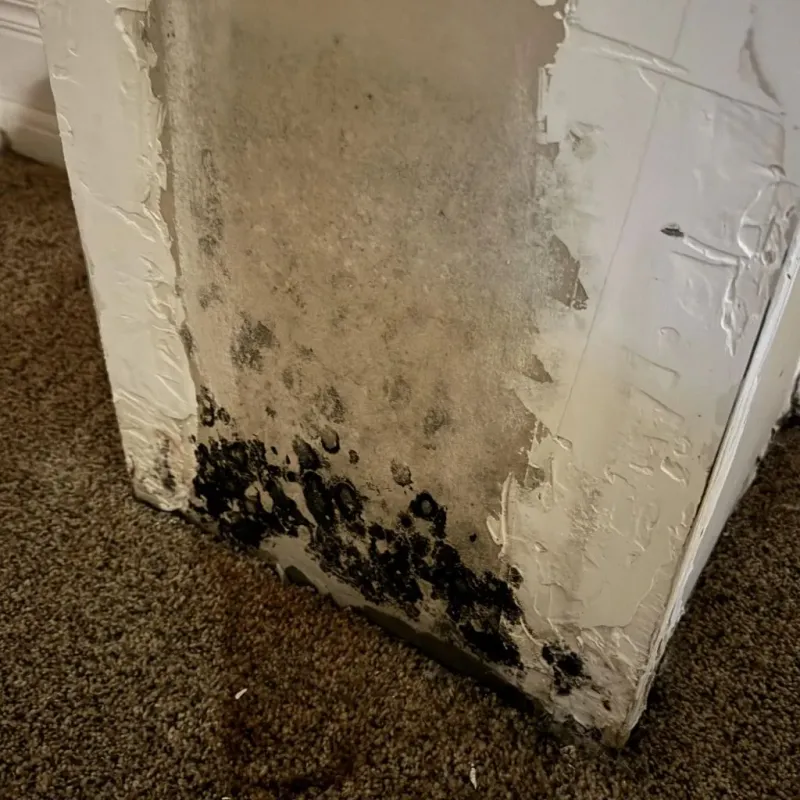 Professional Mold Removal in Marshallville, GA